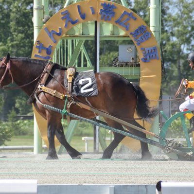 ばんえい競馬を初めて27年‼️ 27年のデータを元にここ10年負けなし‼️ 回収率は、200%を超え‼️ 今週から、私の勝負馬券を載せて行くので参考にしてみてください。 noteはこちらhttps://t.co/hT6pWQbS2t