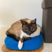 猫川さん/スタートアップCEO (@basukeneko) 's Twitter Profile