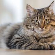 AngeloHaggai1's profile picture. How Anxiety Causes Back Pain: And How to Stop It