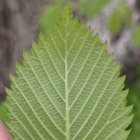 McAdam lab (@scott98373586) 's Twitter Profile Photo McAdam lab (@scott98373586) 's Twitter Profile Photo