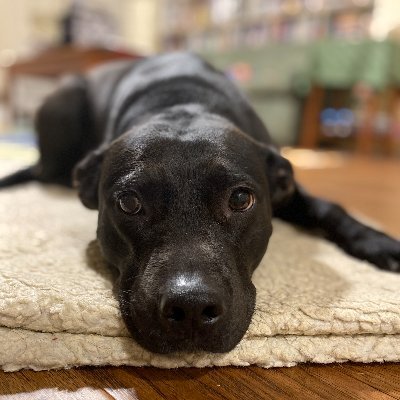 chcooke's profile picture. 