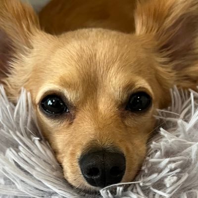 世界ナシフィ連盟→㈱スライムダンク。 タクト民の方フレンドなりましょう!チャボ( 3歳)🐕も登場します。一緒にタクト楽しみましょう😉