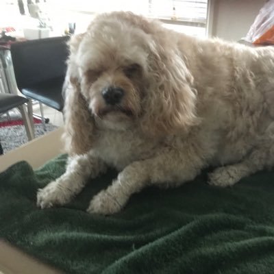 GayeB38's profile picture. Whitby