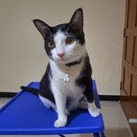 Mr.Miracle_the_cat(@MrMiracle143) 's Twitter Profile Photo