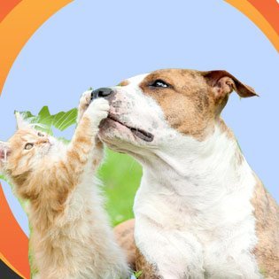 This is an animal love site. It's very much for those who love animals, especially those who love dogs
We are living on earth only for these animals and birds,