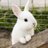 うさみちゃん☺︎4mのアイコン