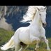Mazhar Khan (@k54299610khan) Twitter profile photo