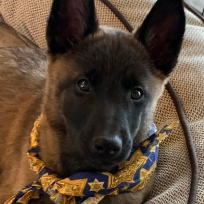 AvivElbaz_'s profile picture. Photographer