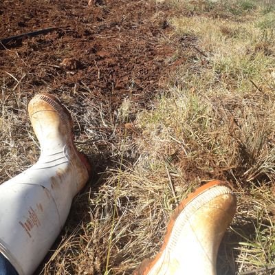 gashirai_p's profile picture. young farmer in horticulture crops & livestock 
doing precision farming | gashiraipleasure@gmail.com