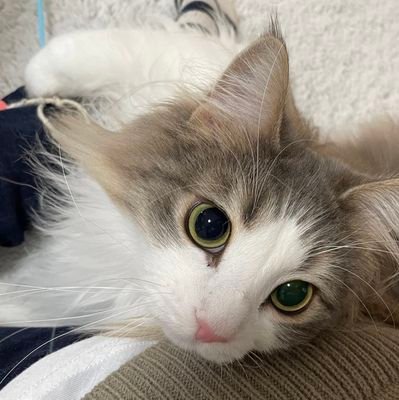 yals2411's profile picture. 개발자 Unity Unreal C++ C#