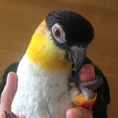 出会えた方が紡ぐ物語から只管学ぶ毎日。インコオウム&お連れと暮らすインコスキーです。不束者ではございますが、どうぞ仲良くしてやってください。