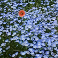 なお (@nao_sun9jk66) 's Twitter Profile