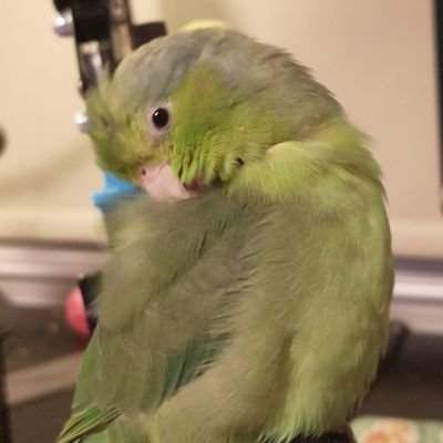 Speckさんのプロフィール画像