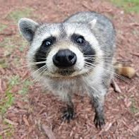 roell299's profile picture. Mental DIY advocate "We'll know our disinformation program is complete when everything the American public believes is false." - Bill Casey, CIA Director (1981)