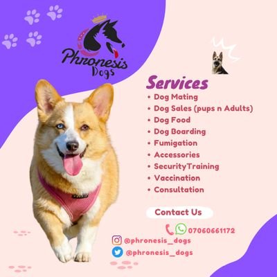 @phronesis_dogs