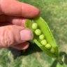 GrampsPlot's profile picture. Gramps’ Plot, Gran’s Kitchen & Dad’s Nature Walks. Growing, foraging and preparing your own food. Trying to #BuildConfidence in others to do so too.