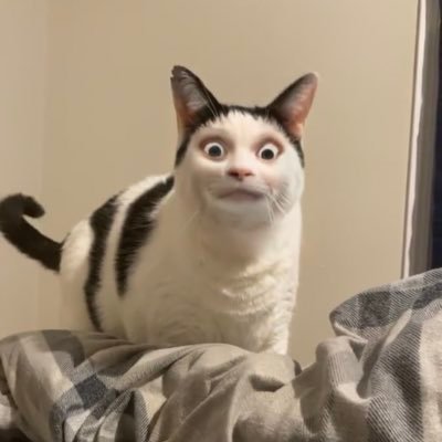 Pokemon Ollie the polite cat