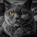 Andrew Zavenvisk 🧙♂️ (@zavenvisk) Twitter profile photo Andrew Zavenvisk 🧙♂️ (@zavenvisk) Twitter profile photo