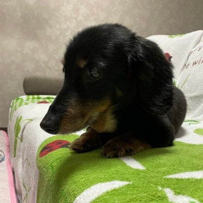 310_rebecca's profile picture. 孫娘二人・ミニチュアダックスフントのクッキー・介護福祉士・wowow海外ドラマ・東宝ミュージカルを中心に舞台観劇でリフレッシュ💝