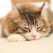 スイーツが好き/ネットで学んだ哲学的なことを発信する趣味垢です(^_-)-☆こういうの好きな人いたら大歓迎です☆苦手な人はスルーして下さい☆無言フォロー失礼します