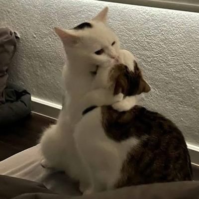 peng_hma's profile picture.