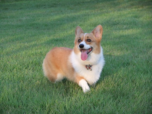 Corgicorner's profile picture. 