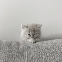 y (@a48850528) 's Twitter Profile