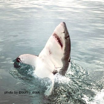 I'm a hugger, not a biter. Great White Shark tagged by @OCEARCH. #SharkFacts #FactsOverFear