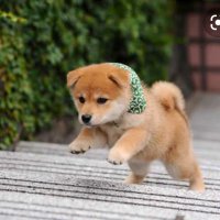 あずきまめ (@__azuuuuu) 's Twitter Profile