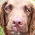 Russell Rees (@russellrees5) Twitter profile photo Russell Rees (@russellrees5) Twitter profile photo