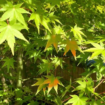 EngawaMidori's profile picture. ボードゲーム、マダミス、食べ物のお店を探してます。
普段出会わないお店に出会いたい！