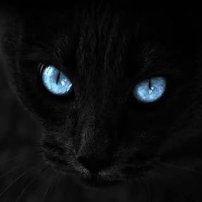 fps_enjoy_9's profile picture. 適当に。好きにつぶやきます。食べること好き。寂しがり屋。