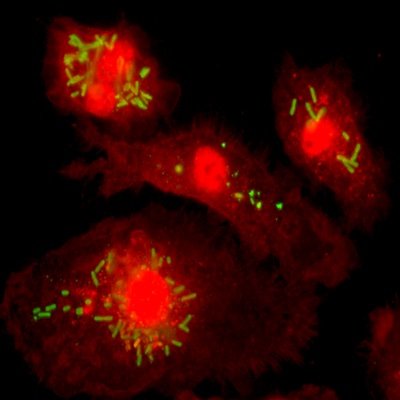 Mucosal Immunity | Cancer Immunology
Department of Microbiology & Immunology @Columbia_MI
Columbia University Irving Medical Center @ColumbiaMed