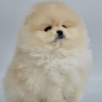 Cindy105912252's profile picture. Made of sarcasm🙃wine🍷and everything fine
Laughing like a baby👼 living like a queen 👸😉