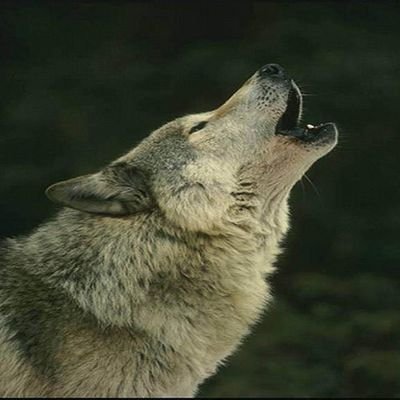 DexheimWolf's profile picture. 