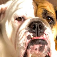 🐾Mark🐾 (@mkloster12) 's Twitter Profile