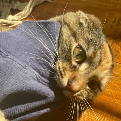 kazmicc's profile picture. #twilight ✨ or something 💌🥺🧸