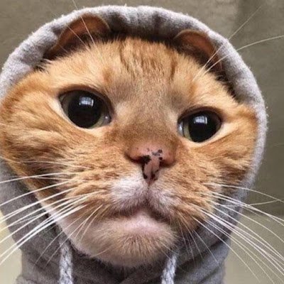 kjngss's profile picture. 🇮🇹 R6 player since 2015. Player for //: