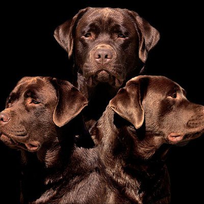 Outstanding AKC English-type Labrador Retriever puppies in Southern, Central, and Northern California.