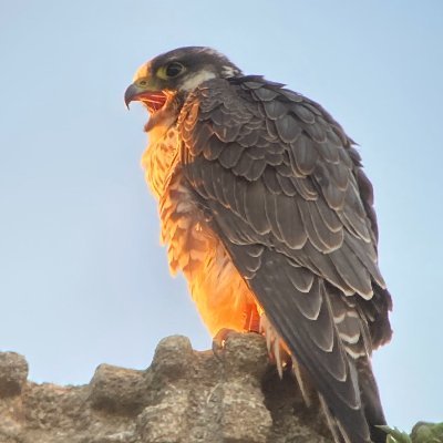 Tweets about the Peregrine Falcons at All Saints' church (@SaintsOnline) in Stamford, Lincolnshire.