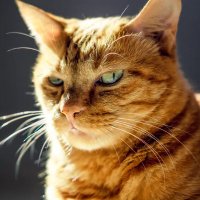 FairUsername (@fair_username) 's Twitter Profile