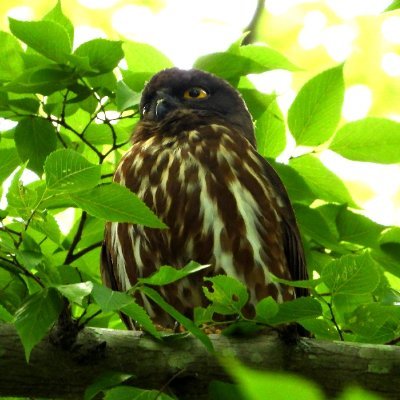 ☆☆「野草 花 自然 鳥」 花や野草・自然の写真を撮影しています。写真無断使用はお許しください。無言フォロー悪しからず・・ DMは 見ません ご遠慮下さい。     宗教、ビジネスには対応しません