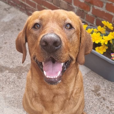 ◦ Fox Red Labrador 🧡🦊
◦19th October 2020 🎁🎂
◦KC Registered🏆📝
◦Doncaster UK 🌏📍
◦Loves Walkies,Sticks & Treats 🐾🦴
◦Account Managed By My Mummy 😍🙋‍♀️