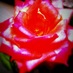 David Gansooo (@smilyganso) Twitter profile photo