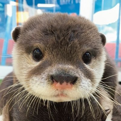 たくパパ🦦さんのプロフィール画像