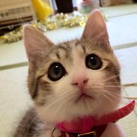 たじゃ･じゃき(次は4.20ほびっと😆) #星団平民組合 (@tajajyaki) 's Twitter Profile Photo