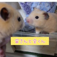 あふぃお (@afio_017) 's Twitter Profile