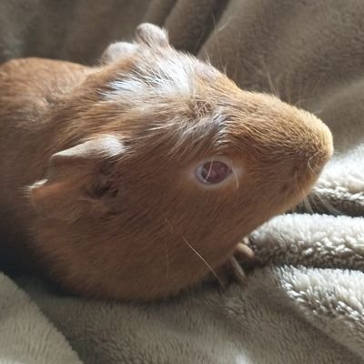 My new guinea pig Mojo