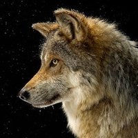 Wolfie(@4EasyMoney2) 's Twitter Profile Photo