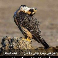 ابوتركي الرميزان (@wlazhl4kn6pfyux) 's Twitter Profile
